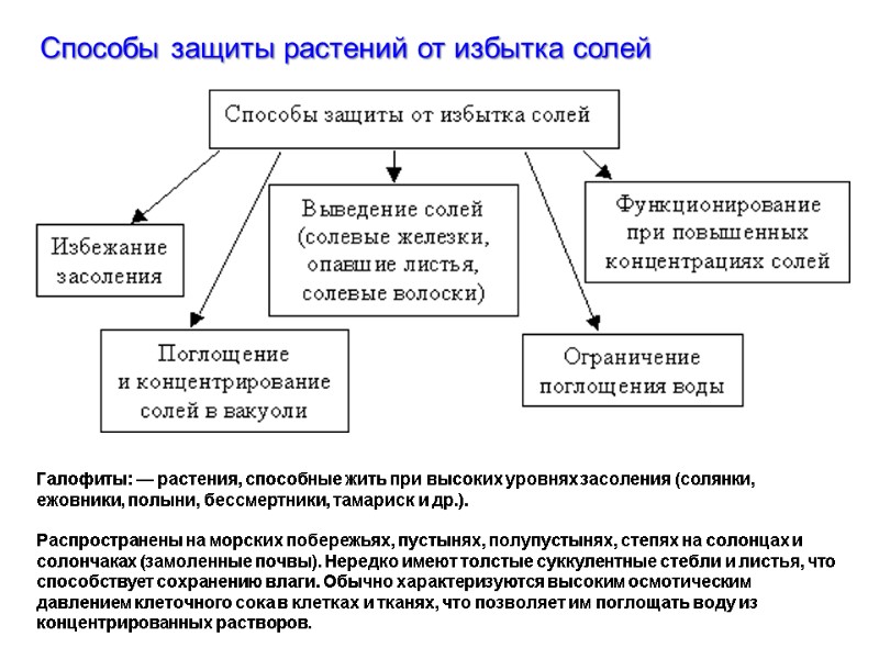 Способы защиты растений от избытка солей Галофиты: — растения, способные жить при высоких уровнях